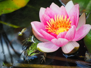 Nahaufnahme Frosch im Teich mit Seerose pink © Nancy
