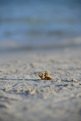 Paguro spiaggia 2