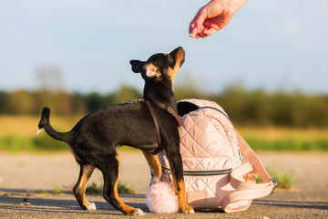 woman gives a pinscher hybrid puppy a treat