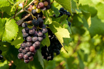 Grapes