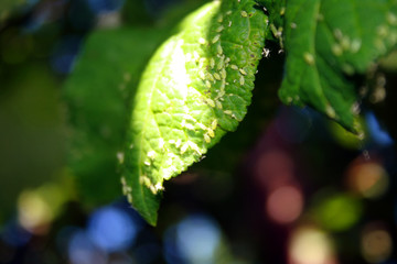 Cherry leaves affected by aphids. Insect pests on the plant