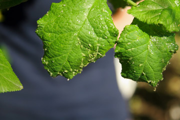 Cherry leaves affected by aphids. Insect pests on the plant