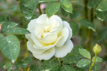Obraz premium White Christmas; Hybrid Tea Rose, White Rose Made by Howard & Smith in USA, 1953