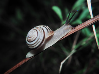 Snail is crawling on the wood stick at the grass view from left side close up