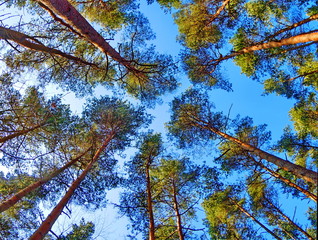 Pine-trees 