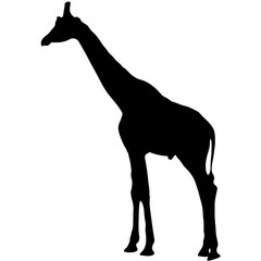 black silhouette of a giraffe. isolated vector illustration