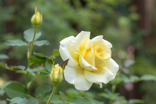 Elina; Hybrid Tea Rose, Yellow Rose Made by Dickson in UK, 1983