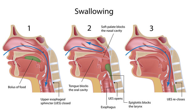 Swallowing reflex, labeled. 