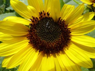 Blooming Sunflower in Garden