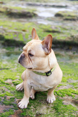 French Bulldog sitting in rocky coastline covered with algae. Davenport, Santa Cruz County, California, USA.