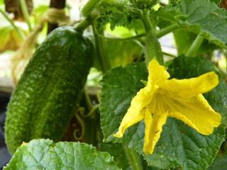 Close Up Macro of Pickling Cucumber Flower