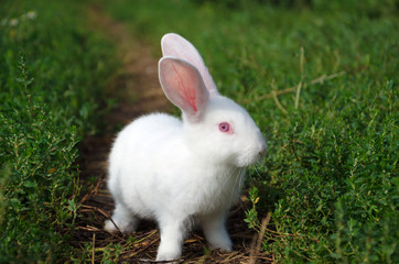 Beautiful white small rabbit grazing on the green grass close up.