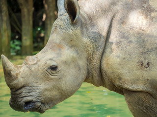 Naklejka premium rhino close up