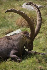 Close up of an old male steinbock sleeping, Italy