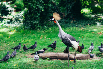 Crowned Crane. Walk around the zoo with exotic animals and birds