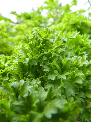 Obraz premium Close Up Macro of Curly Leaf Parsley Leaves