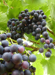 Close Up of Blue Grape Cluster on Vine Plant