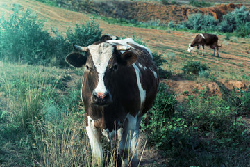 Funny and beautiful brown cow chews grass. Two eating cows on a green meadow