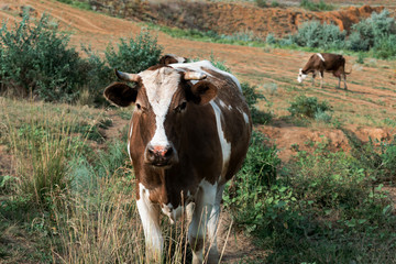 Funny and beautiful brown cow chews grass. Two eating cows on a green meadow