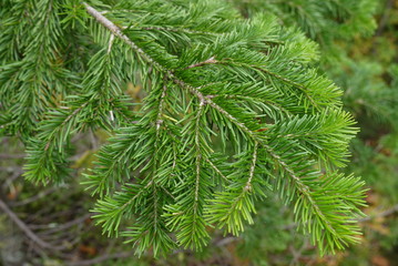 Ветка ели © dvb60