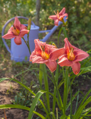 Pink hemerocallis (daylily) on the background of watering can after watering