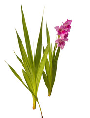 Purple Gladiolus on a white background isolated