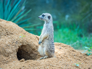 Meerkat family member on guard
