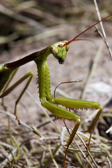 Louva-a-deus brachyptera (Cardioptera brachyptera) | Praying mantis