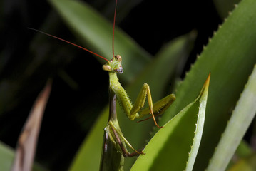 Louva-a-deus brachyptera (Cardioptera brachyptera) | Praying mantis