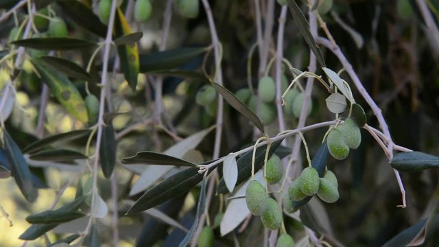 

Plantation of olive tree in Sabina, Lazio, Italy. Background