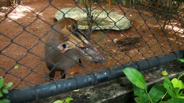 Fea's muntjac or Tenasserim muntjac (Muntiacus feae). Tourist feeding little deer in Dusit zoo, Bangkok, Thailand.