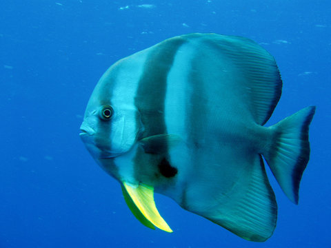 Kaiserfisch auf den Malediven