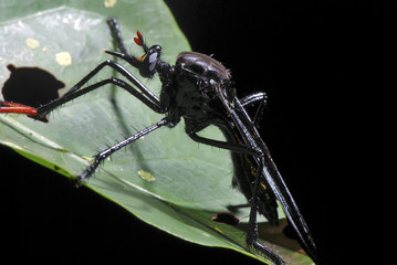 Vespa-predadora (Megapoda labiata) | Predatory Wasp