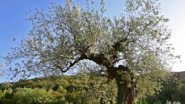 

Plantation of olive tree in Sabina, Lazio, Italy. Background