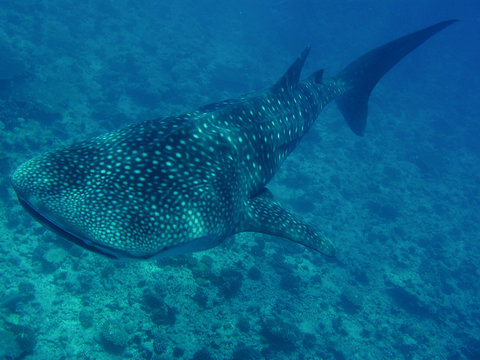 Walhai auf den Malediven
