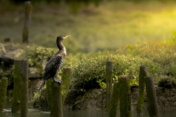 Cormoran devant soleil de fin de journée