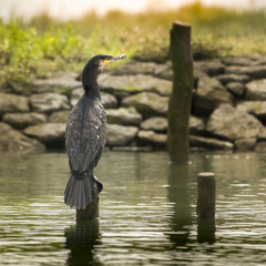 Cormoran devant la digue