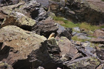 Marmot whistling among the rocks in Lombardy Alps, Curò peak, Italy