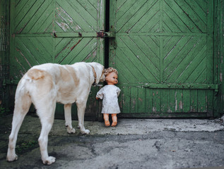 The dog became interested in an old abandoned doll, which became alive.