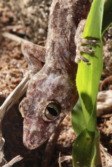 Lagartixa-doméstica-tropical (Hemidactylus mabouia) | Moreau's tropical house gecko