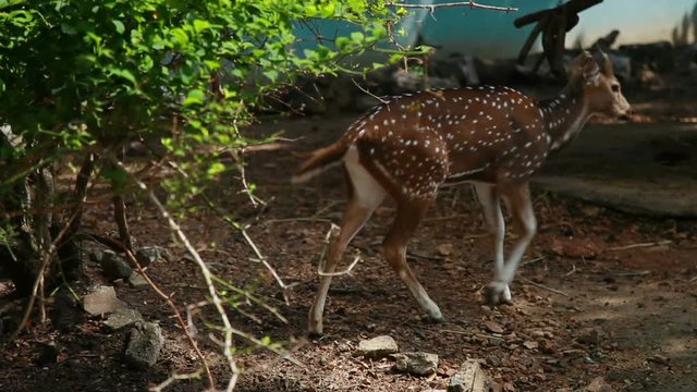 Male chital or cheetal (Axis axis), also known as spotted deer or axis deer. Dusit Zoo, Bangkok, Thailand.
