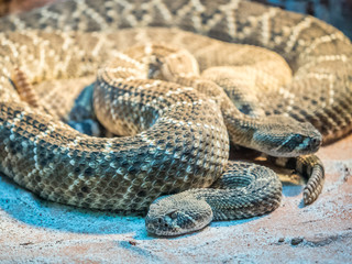 Portrait of a Southern Pacific Rattlesnakes