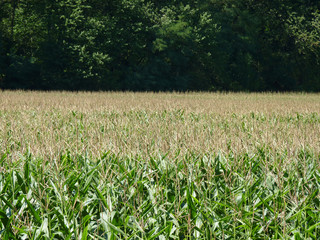 Corn Field on Forest Background