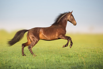 Fototapeta na wymiar Brown horse jump in the green field