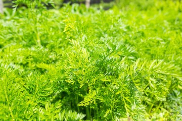 Carrot growing in garden