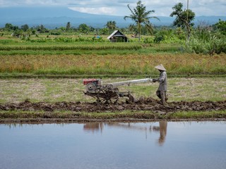 Fototapeta na wymiar Farmer using walking tractors for rice plantation in Lombok, Indonesia