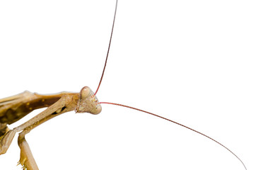 Brown Mantis religiosa.