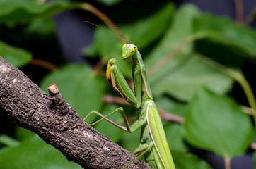 Mantis religiosa.