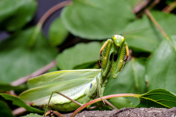 Mantis in Defensive Stance