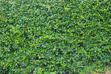 Green leaves wall background, plant on the wall
